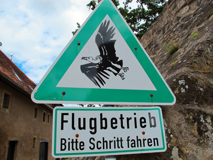 Auf  der Burg Guttenberg erfolgen tglich Flugvorfhrungen durch die Deutsche Greifenwarte