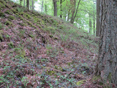 Kelten-Schanze oberhalb von Miltenberg am Main