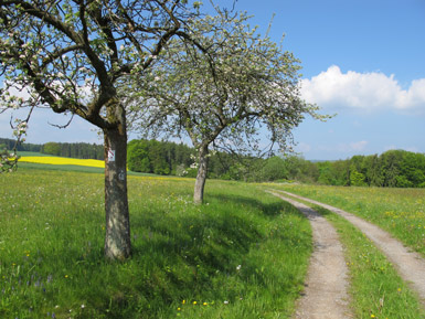 Die Hochflche vor dem Ort Preunschen ist erreicht.