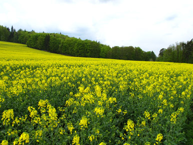 Rapsfeld bei dem Bauerndorf Monbrunn