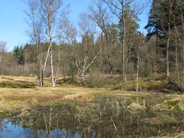 Rotes Wasser - ein Hochmoor in der Nhe von Olfen