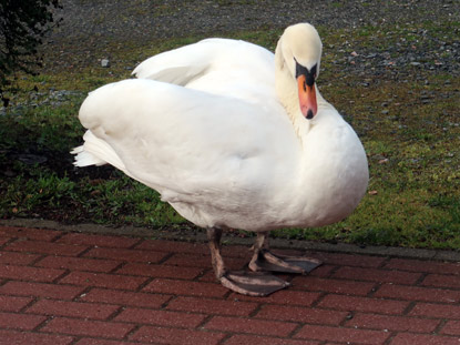 In Affolterbach werden wir schon von einem Schwan erwartet
