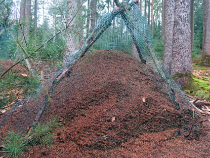 Ameisenhgel der Waldameise bei Kocherbach im Odenwald