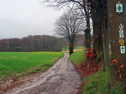 Die Landschaft um Rimbach ist geprgt von ckern, Wldern und Wiesen