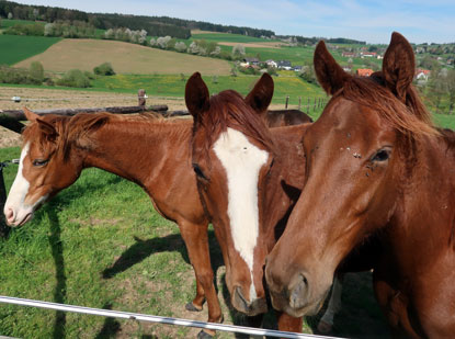 Pferde auf einer Wewide vor Airlenbach