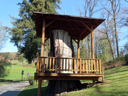 Dicke Eiche in Airlenbach, ein Naturdenkmal