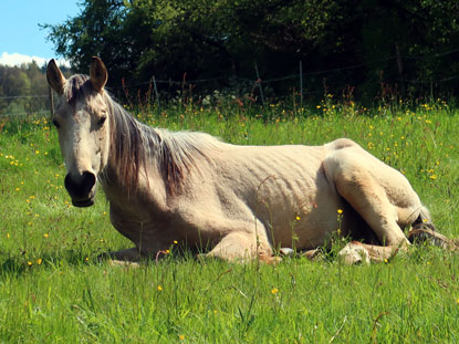 Bei Beerfelden beobachtet uns Wanderer ein Pferd