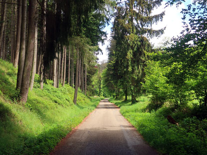 Asphaltierter Wanderweg zwischen Schloss Waldleiningen und Ernsttal