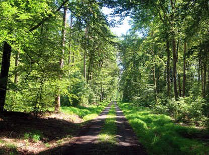 Der Strzenhadter Pfad fhrt direkt zum Waldschwimmbad Buchen