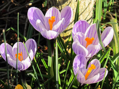 Am Philosophenweg blhen bereits im Februar die Krokusse