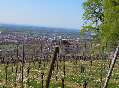 Blick vom Essigkamm auf die Weinreben und Heppenheim 