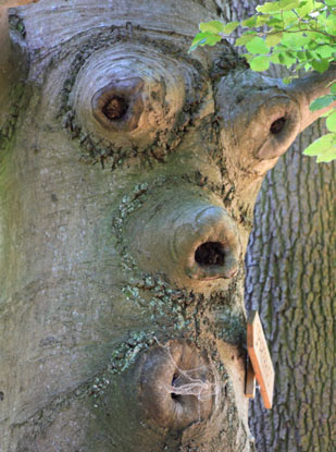 Waldschrat auf dem Burgensteig Bergstrae