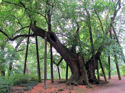 Burgensteig Bergstrae Wanderung: Die 800 Jahre alte Zentlinde (Sommerlinde) auf dem Heiligenberg. 