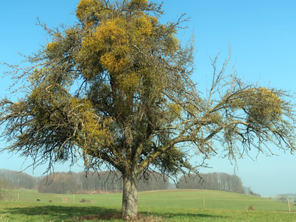 Obstbumer im Ostertal (Odenwald) waren voller Misteln