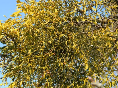 Misteln in einem Obstbaum im Ostertal (Odenwald)