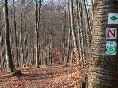 6 Tler Weg oberhalb dem Gumpenere Kreuz im Kohlwald