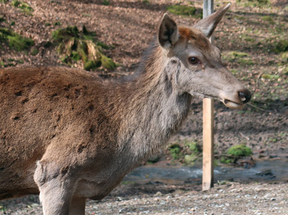 Dammwild im Wildpark Brudergrund beobachtet die Besucher