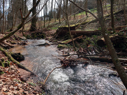 Durch den Brudrgrund bei  Erbach fliet der Fluss Robach