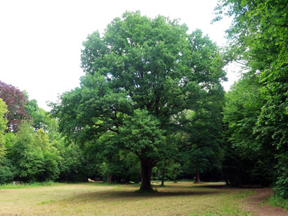 Eiche im Lrzenbacher Park