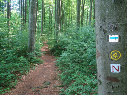 Pfad fhrt von Schannenbach zur Mathildenruhe