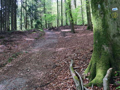Aufstieg zum Gtzenstein bei Ober-Abtsteinach