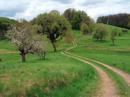 Obstwiese zwischen Zotzenbach und Weiiher