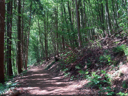 Wanderweg verluft entlang vom Bannwald Hollmuth