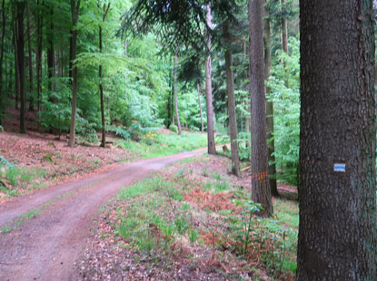 Wandereweg ab er Mnchell-Htte im Odenwald in Richtung Neckargemnd