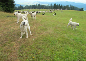 Hundeattacke auf dem Weg nach Durztyn (Dornstein)