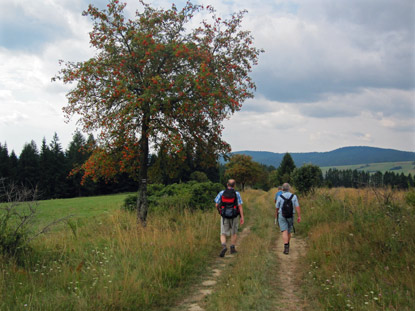 Auf dem Wanderweg zwischen Banica und Mochnaczka Niżna. Viele Ebereschen entlang des Wegs.