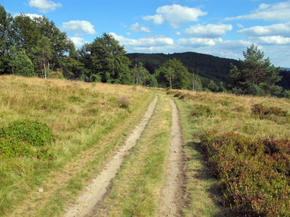 Nach der Schronisko (Bergbaude) durchquert der Wanderweg oft Bergwiesen (polnisch Haly)