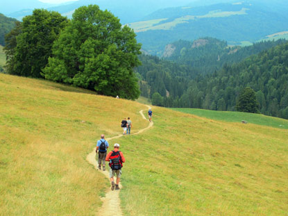 Abstieg in das Naturschutzreservat Wąwz Homole  