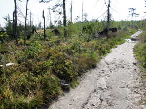 Waldsterben entlang des Weges zu den Błędne Skały (Wilden Lchern)