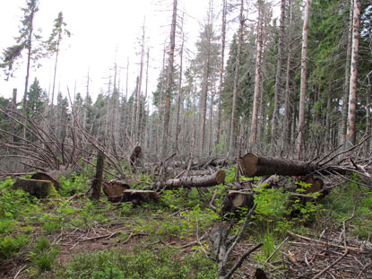 Rtselhaftes Waldsterben entlang des Beskiden-Hauptweges vor dem Berg Turbacz