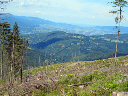 Ein Orkan hatte wenige Kilometer vor der Schronisko na Hali Boraczej groe Waldschden verursacht.