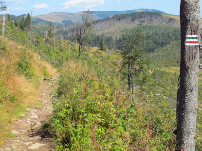 Nach dem Barania Gra (Widderberg). Im Hintergrund unser Tagesziel, der Skrzyczne (Rauhkogel) 