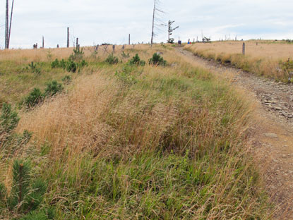 m Jahre 2005 verursachte ein Orkan groe Schden auf dem "Barania-Kamm". Deshalb besteht heute gute Fernsicht.