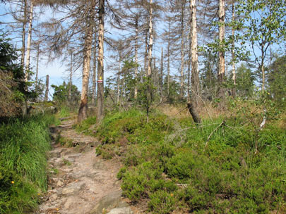 Das Waldsterben auf dem Hhenweg zu den  Błędne Skały (Wilde Lcher)
