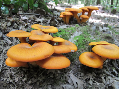 2010 war auch in Ungarn ein sehr gutes Pilzjahr