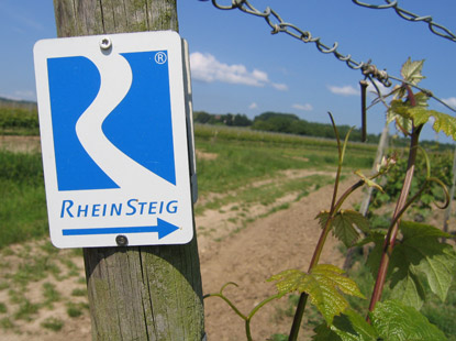 Der Rheinsteig verluft im Rheingau vorbei an Weinkulturen