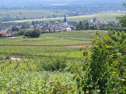 Inmitten von Weinbergen, Hallgaten mit seiner Pfarrkirche Mari Himmelfahrt