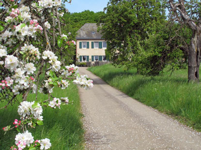 Ab dem Knopshof verluft der RheinBurgenWeg auf Waldwegen