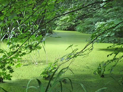 Weiher am Waldschlchen in Remagen