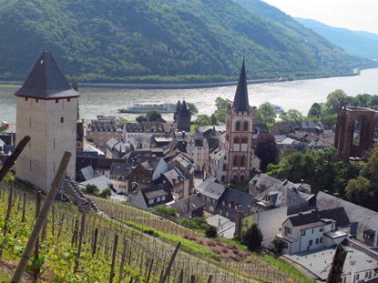 Der RheinBurgenWeg verluft ab Bacharach zunchst durch die Weinberge. 