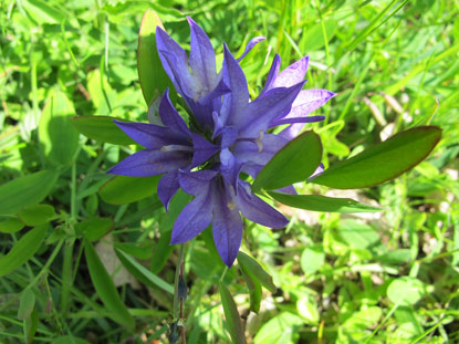 Wanderung Rheinburgenweg: Auch Glockenblumen (Campanula glomerata) sind in den Wiesen zu sehen.