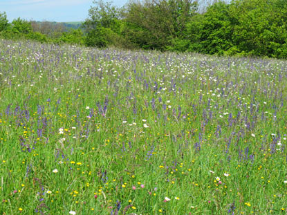 Wanderung am Rhein: Ein Bild mit seltenheitswert: Eine Wiese voller Blumen