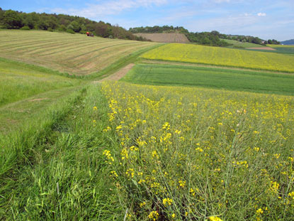 Rheinburgenweg: Nach dem Aufstieg von Bacharach verluft der RheinBurgenWeg ber diese Hochflche