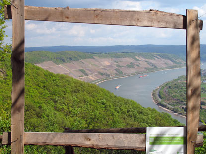Wandern Rheinburgenweg: Weinberge am Bopparder Hamm.