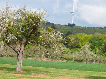Rheinburgernweg: Der 260 m hohe Fernmeldeturm "Khkopf" steht bereits im Stadtwald von Koblenz.