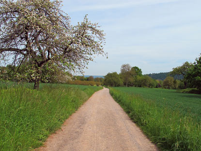 Ab Gls wandert man auf dem Rheinburgenweg zunchst  entlang von Streuobstwiesen